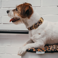 Bild in Galerie-Betrachter laden, Leo Hundehalsband aus nachhaltigem Material von Hundeklunker an Jack Russel