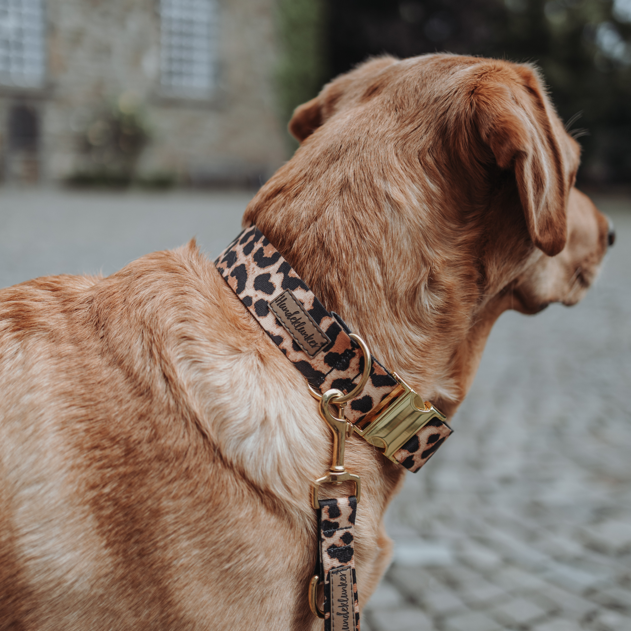 Hundehalsband Stay Wild Leo aus rPet