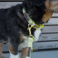 Bild in Galerie-Betrachter laden, Hundehalsband La vie est belle Hello Summer