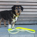 Bild in Galerie-Betrachter laden, Hundeleine La vie est belle Hello Summer
