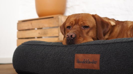 Lotti & Toni – Unsere neuen Hundebetten in absoluter Premiumqualität