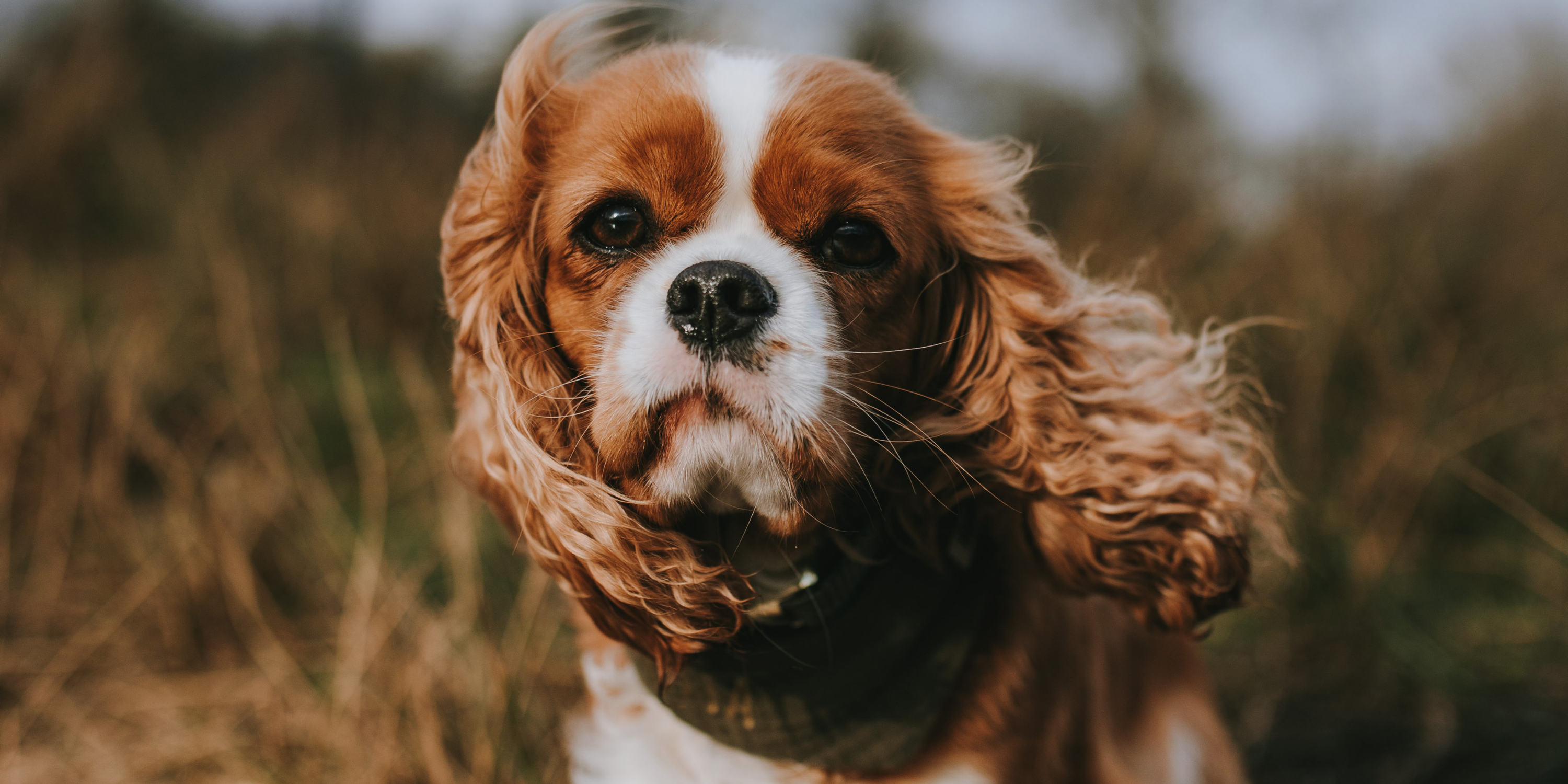 Accessoires für Hunde