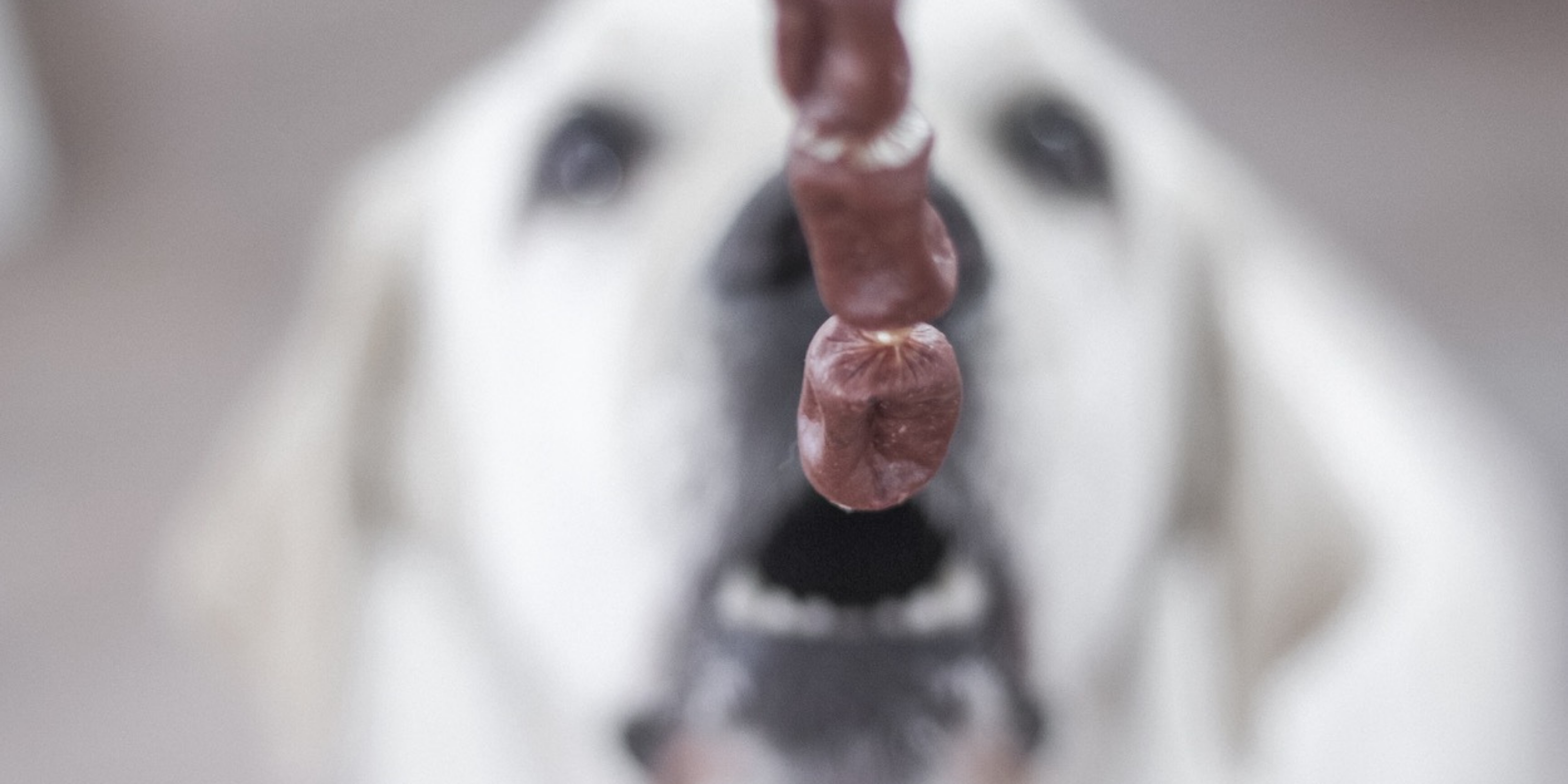 Hunde-Snacks & Leckerlis