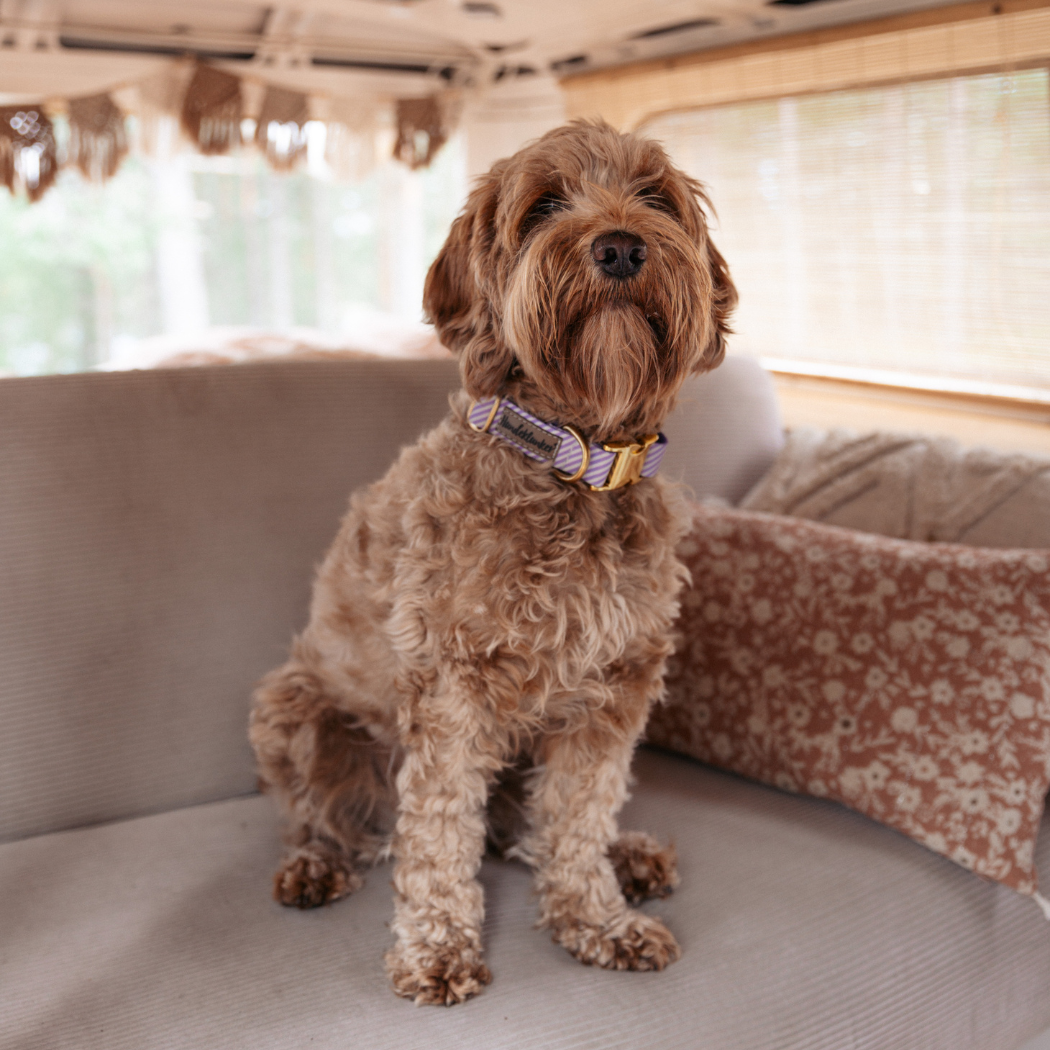 Hundehalsband La vie est belle Bon Voyage