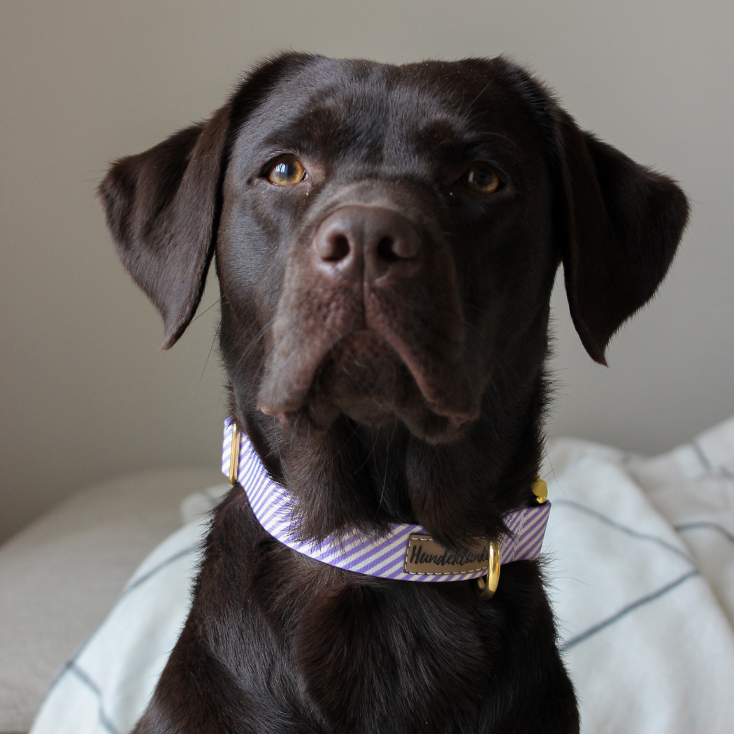 Hundehalsband La vie est belle Bon Voyage