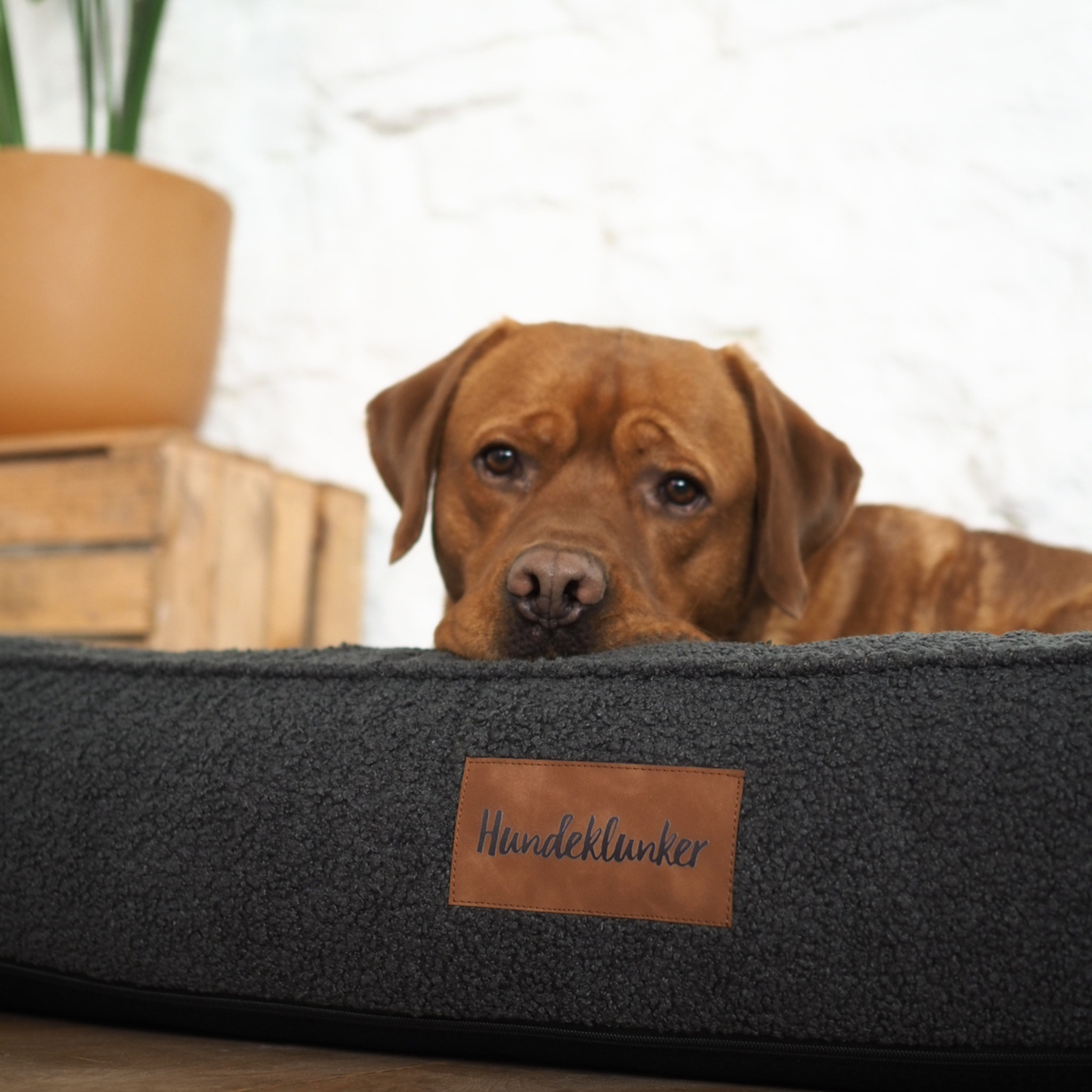 Hundebett Toni Stone Memory Matratze