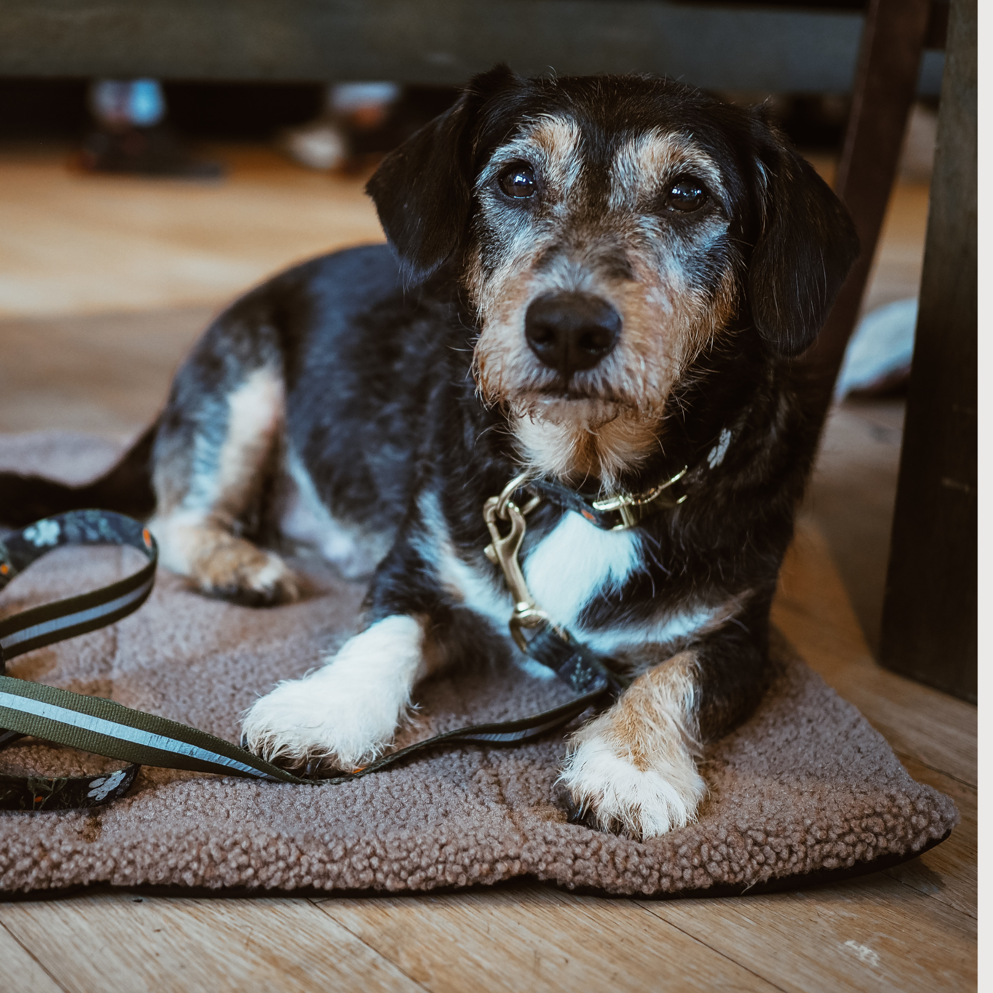 Hundedecke To Go Urban meets Nature Teddy Taupe