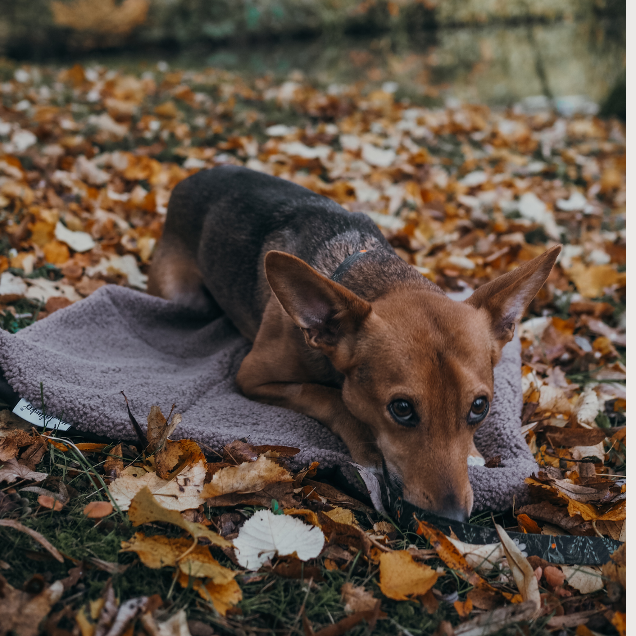 Hundedecke To Go Urban meets Nature Teddy Taupe