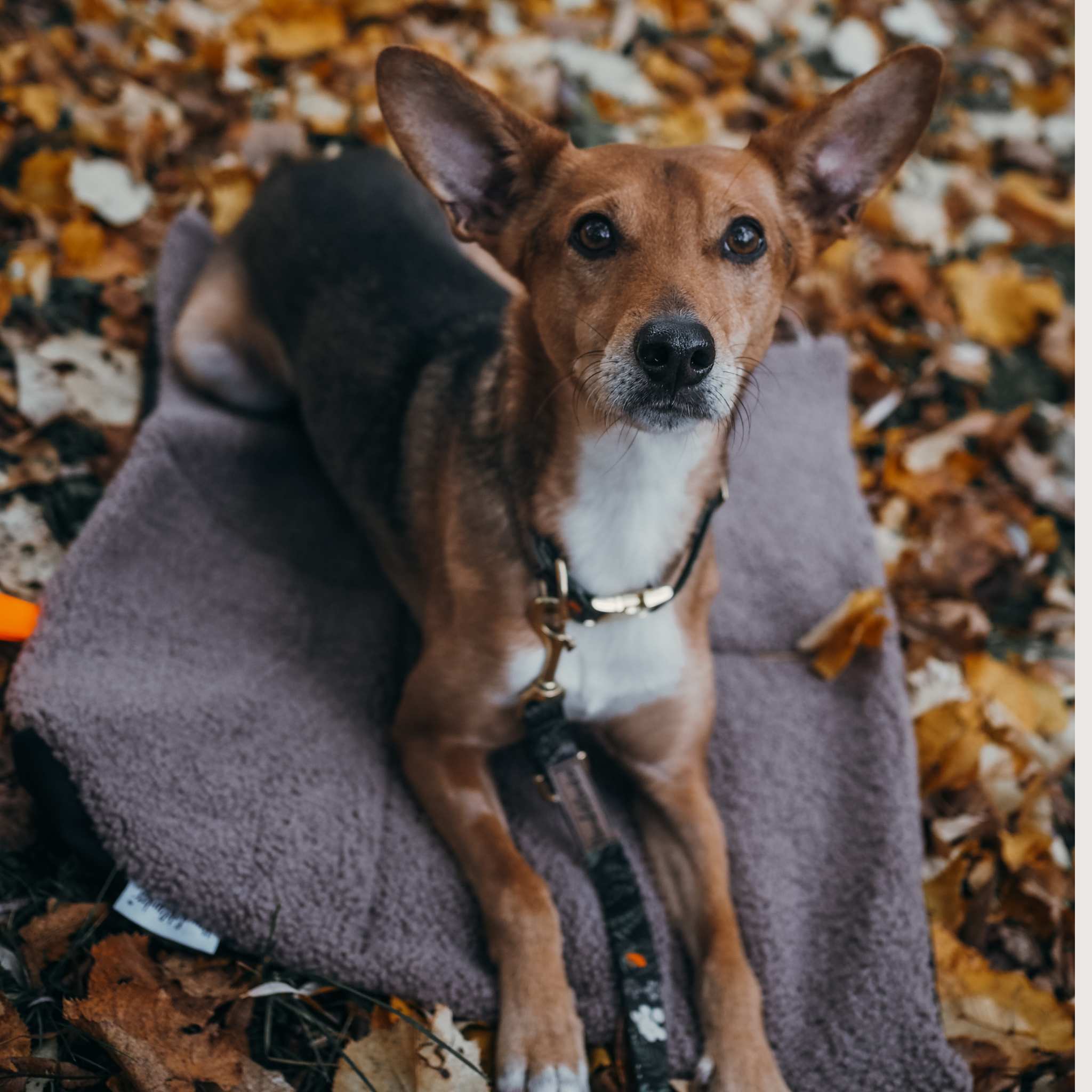 Hundedecke To Go Urban meets Nature Teddy Taupe