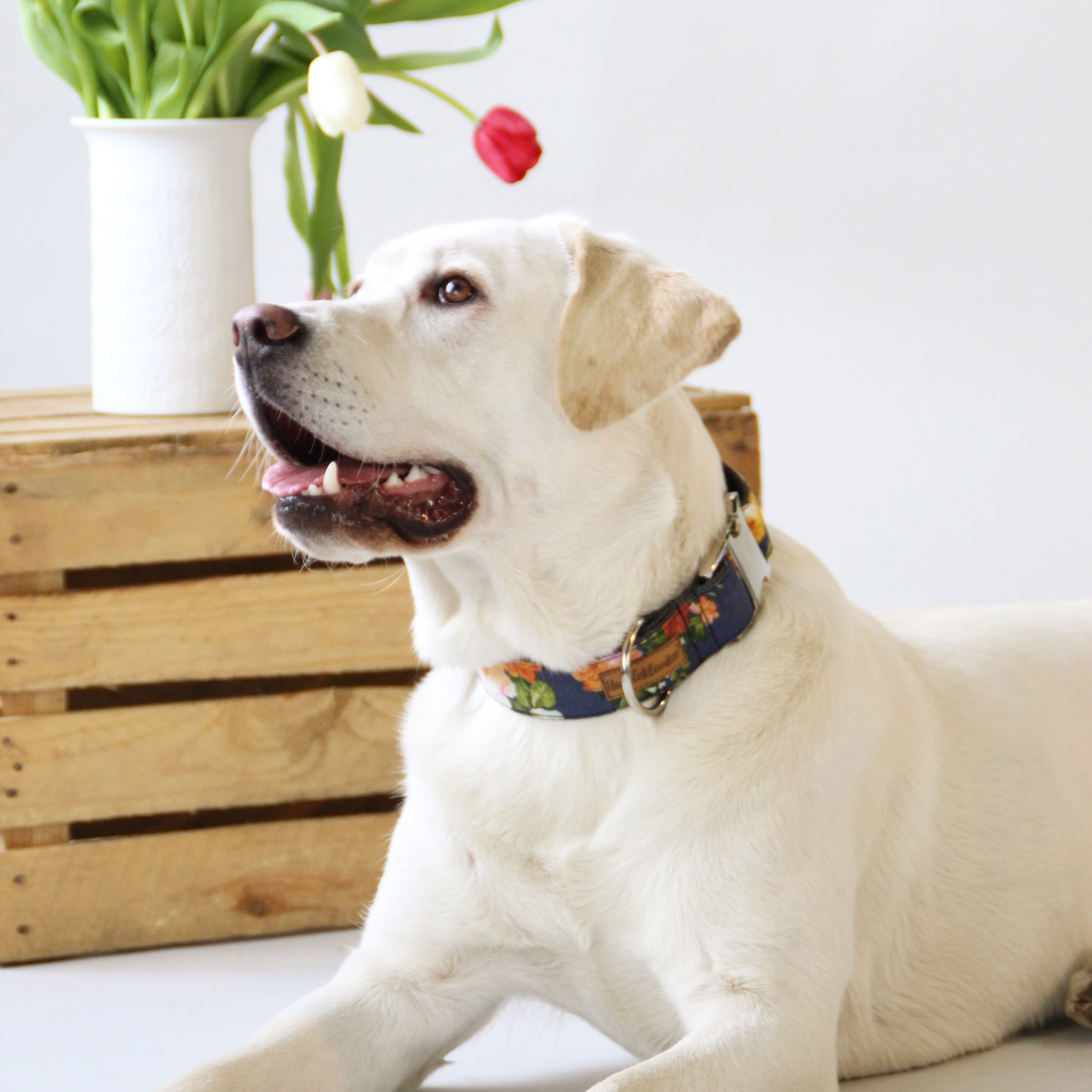Hundehalsband Flora
