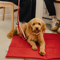 Bild in Galerie-Betrachter laden, Hundedecke To Go Amore
