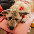 Bild in Galerie-Betrachter laden, Hundedecke To Go Amore
