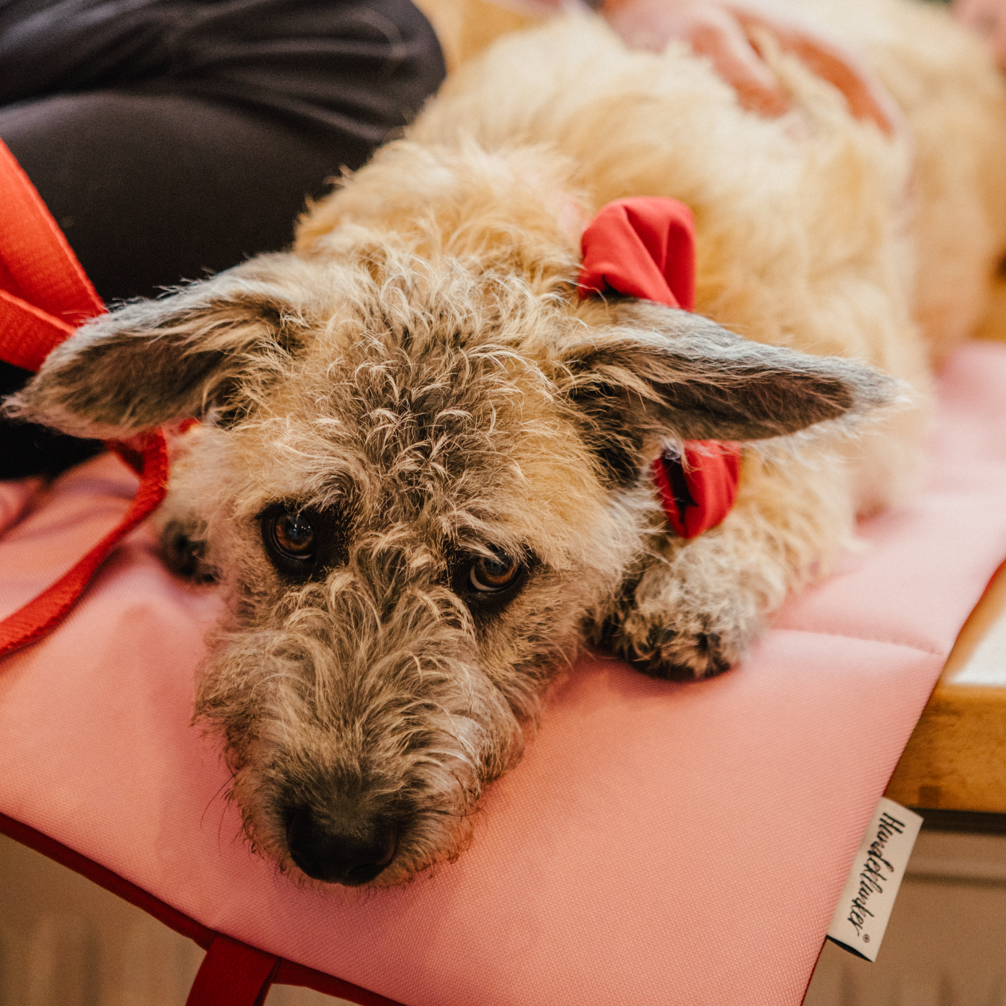 Hundedecke To Go Amore