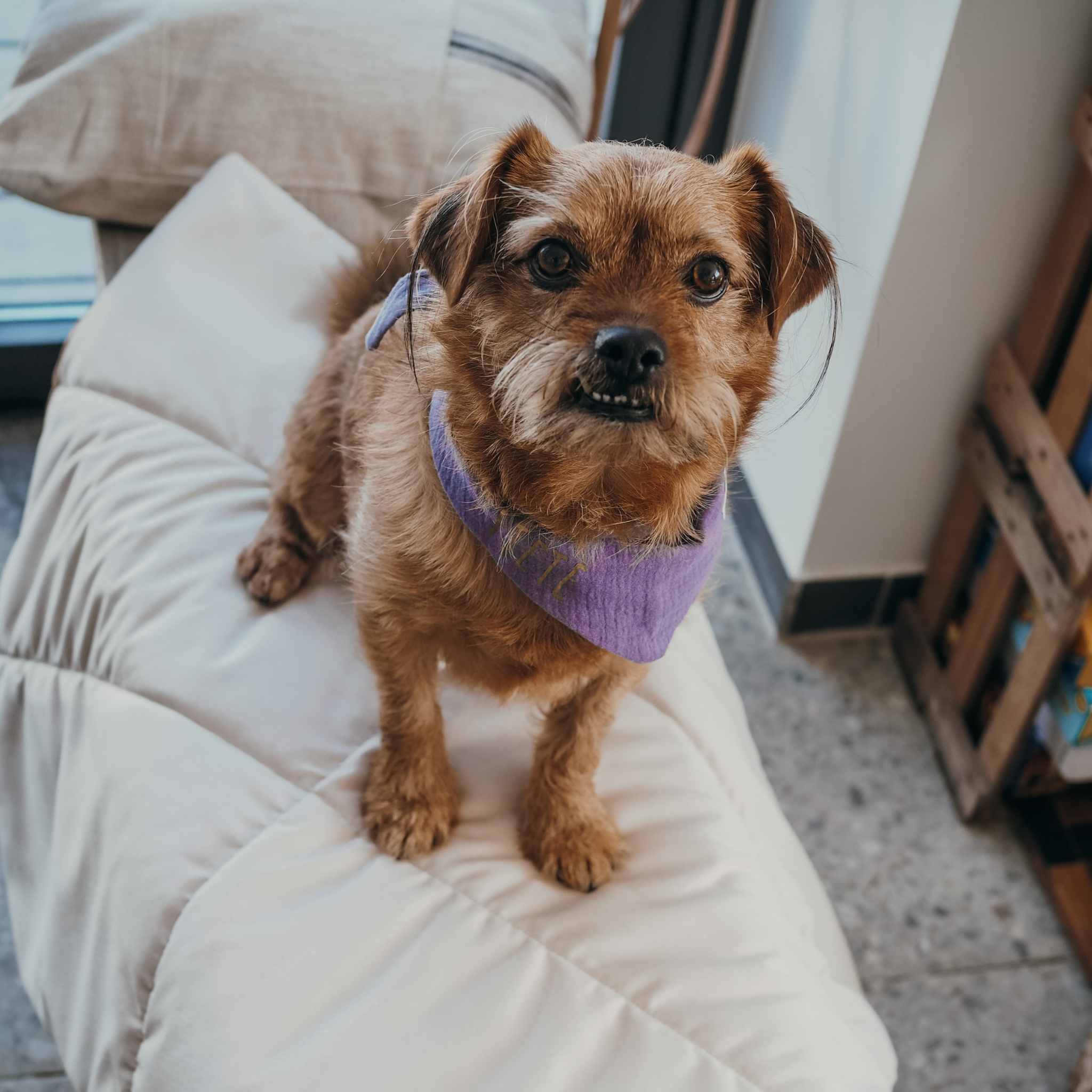 Hundedecke To Go La vie est belle Beige