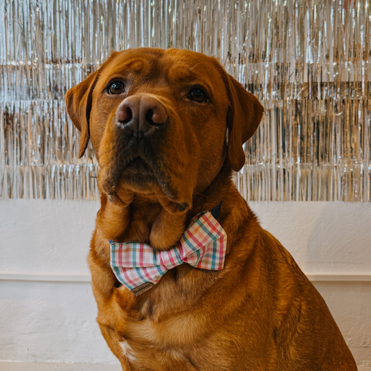 Hundefliege Party Karo