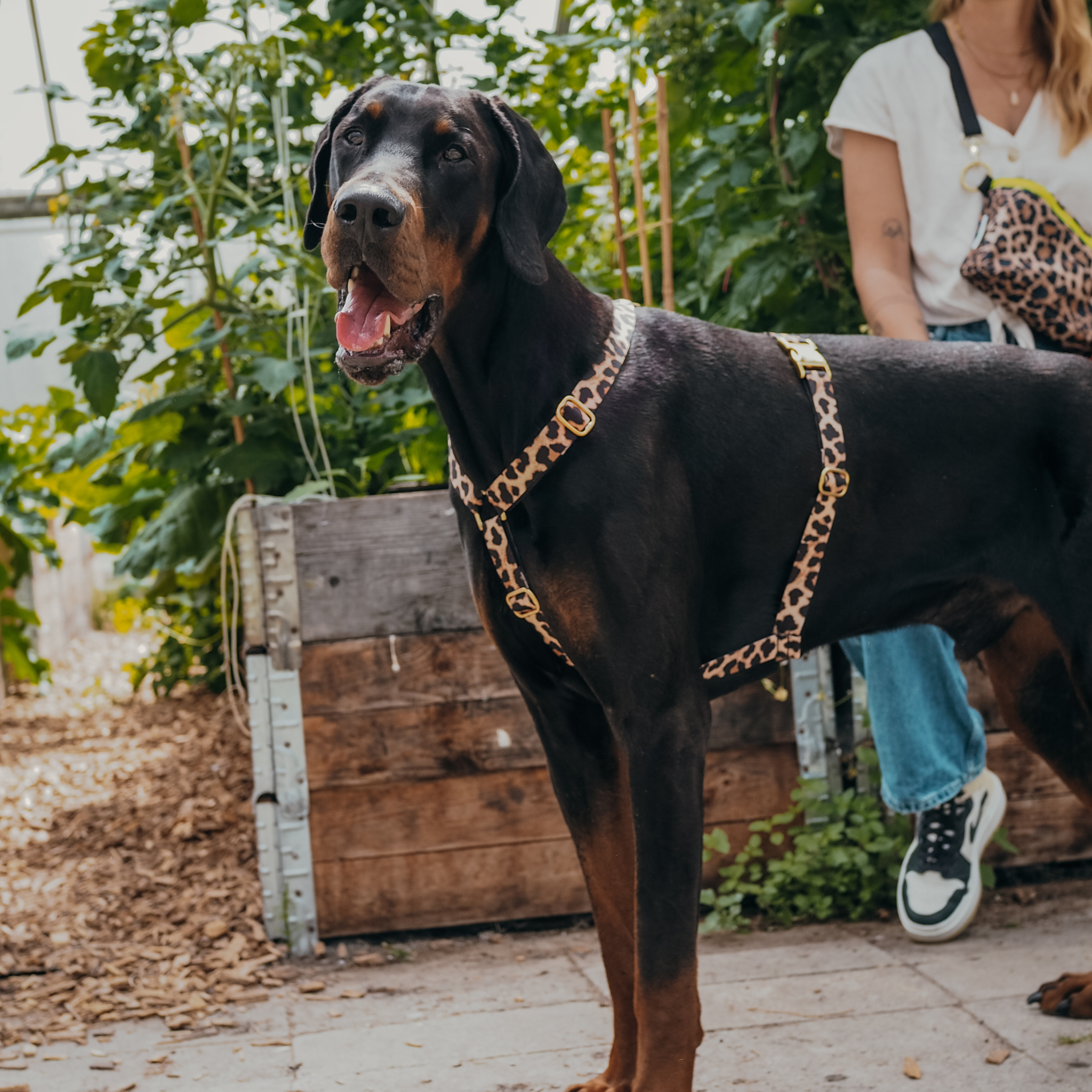 Hundegeschirr Stay Wild Leo