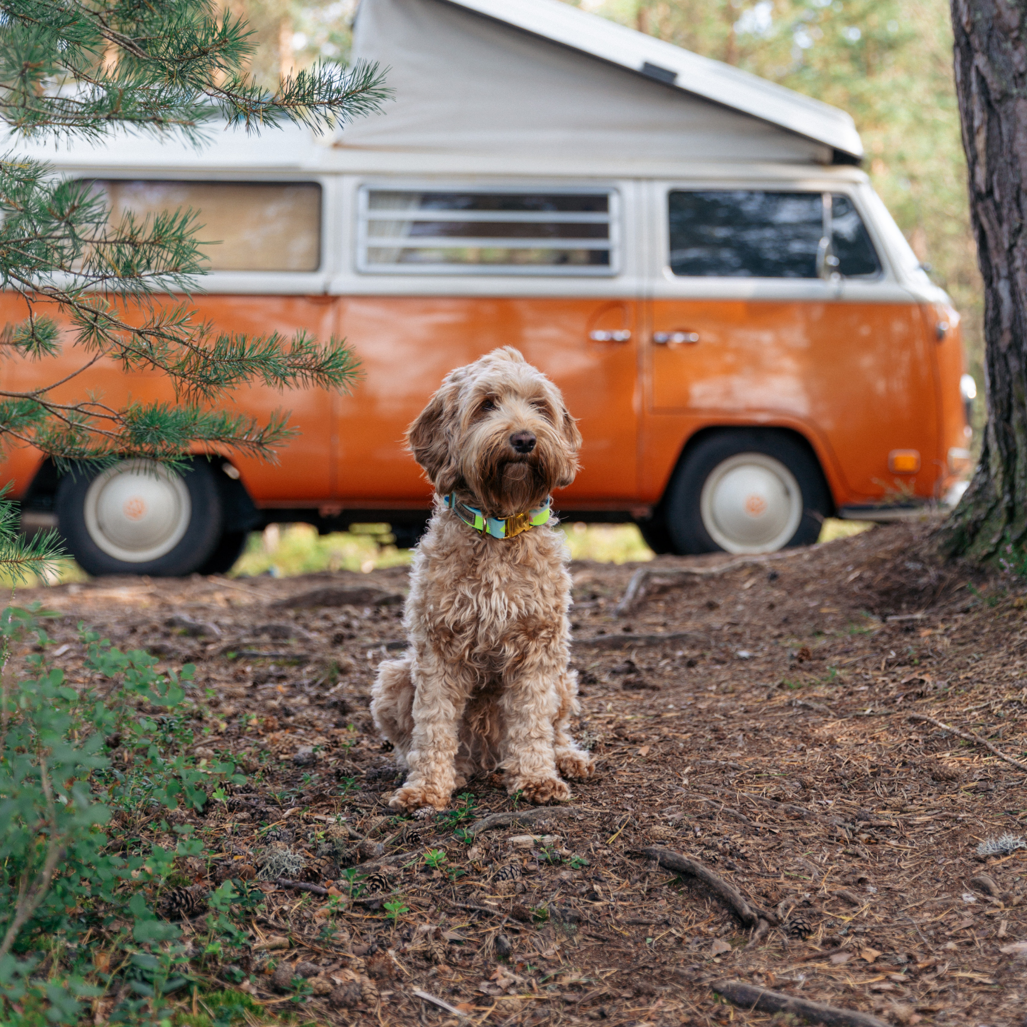 Hundehalsband La vie est belle Vamos a la Playa