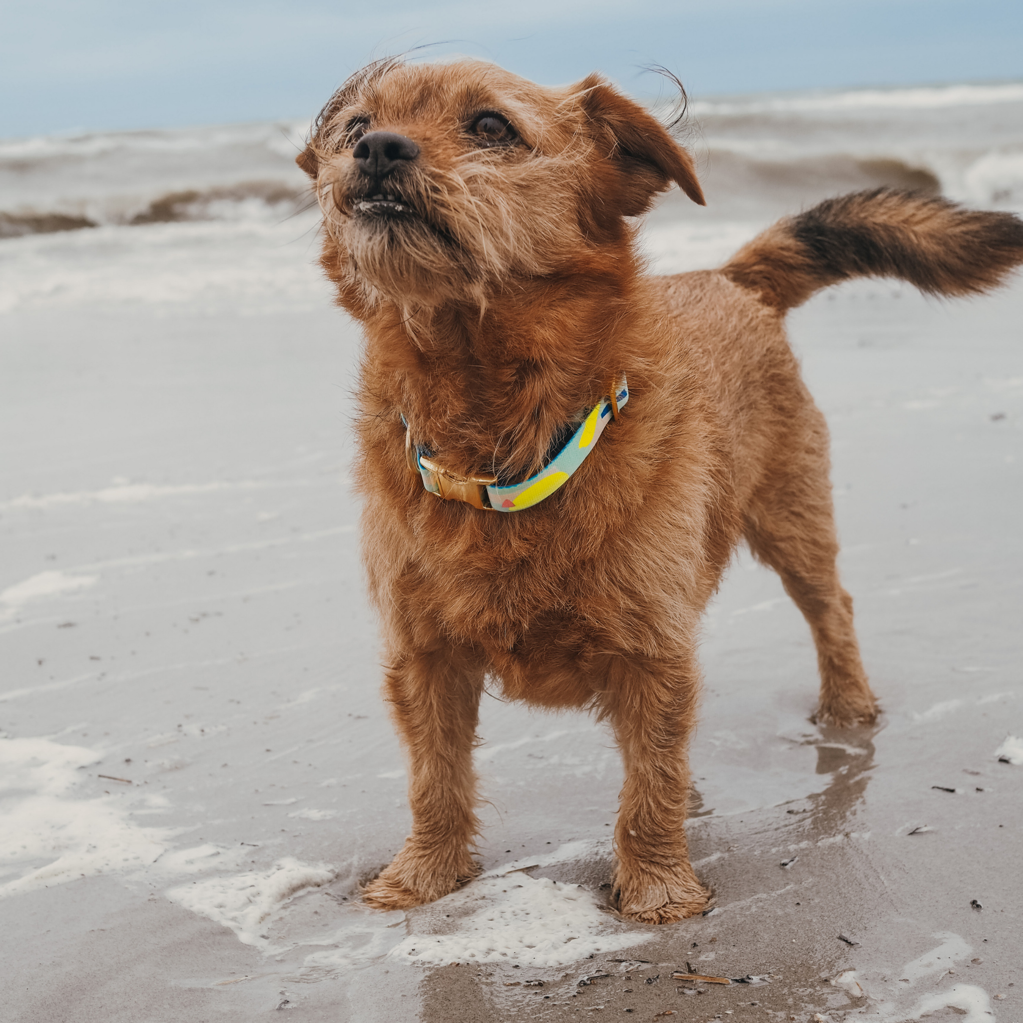 Hundehalsband La vie est belle Vamos a la Playa