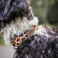 Bild in Galerie-Betrachter laden, Leo Hundehalsband aus nachhaltigem Material von Hundeklunker an Tibet Terrier

