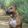 Bild in Galerie-Betrachter laden, Leo Hundehalsband aus nachhaltigem Material von Hundeklunker an Bullterrier
