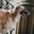 Bild in Galerie-Betrachter laden, Leo Hundehalsband aus nachhaltigem Material von Hundeklunker an Barsoi
