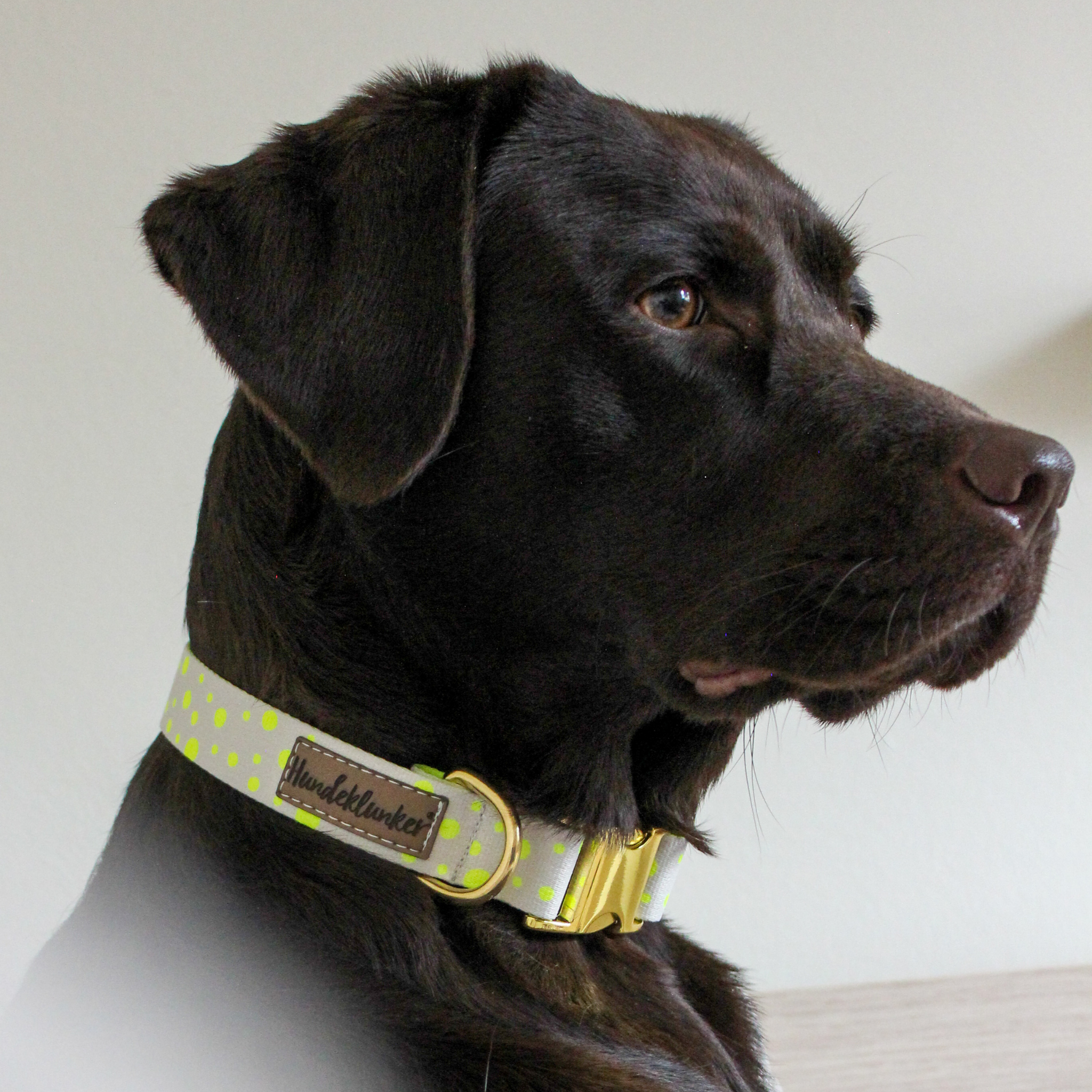 Hundehalsband La vie est belle Hello Summer