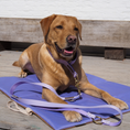 Bild in Galerie-Betrachter laden, Hundedecke To Go La vie est belle Lavendel
