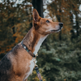Bild in Galerie-Betrachter laden, Hundehalsband Urban meets Forest Walkies
