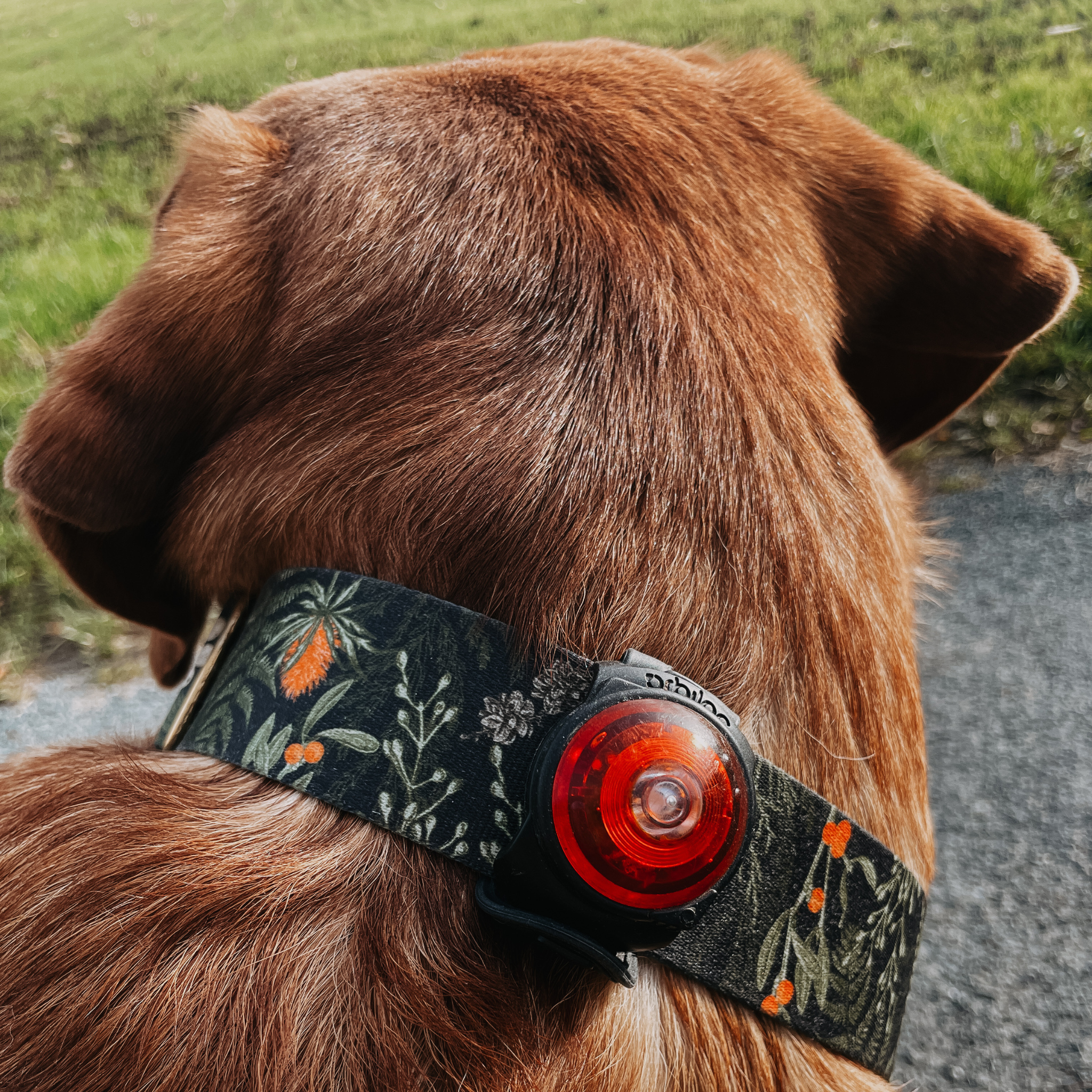 Hundehalsband Urban meets Forest Walkies