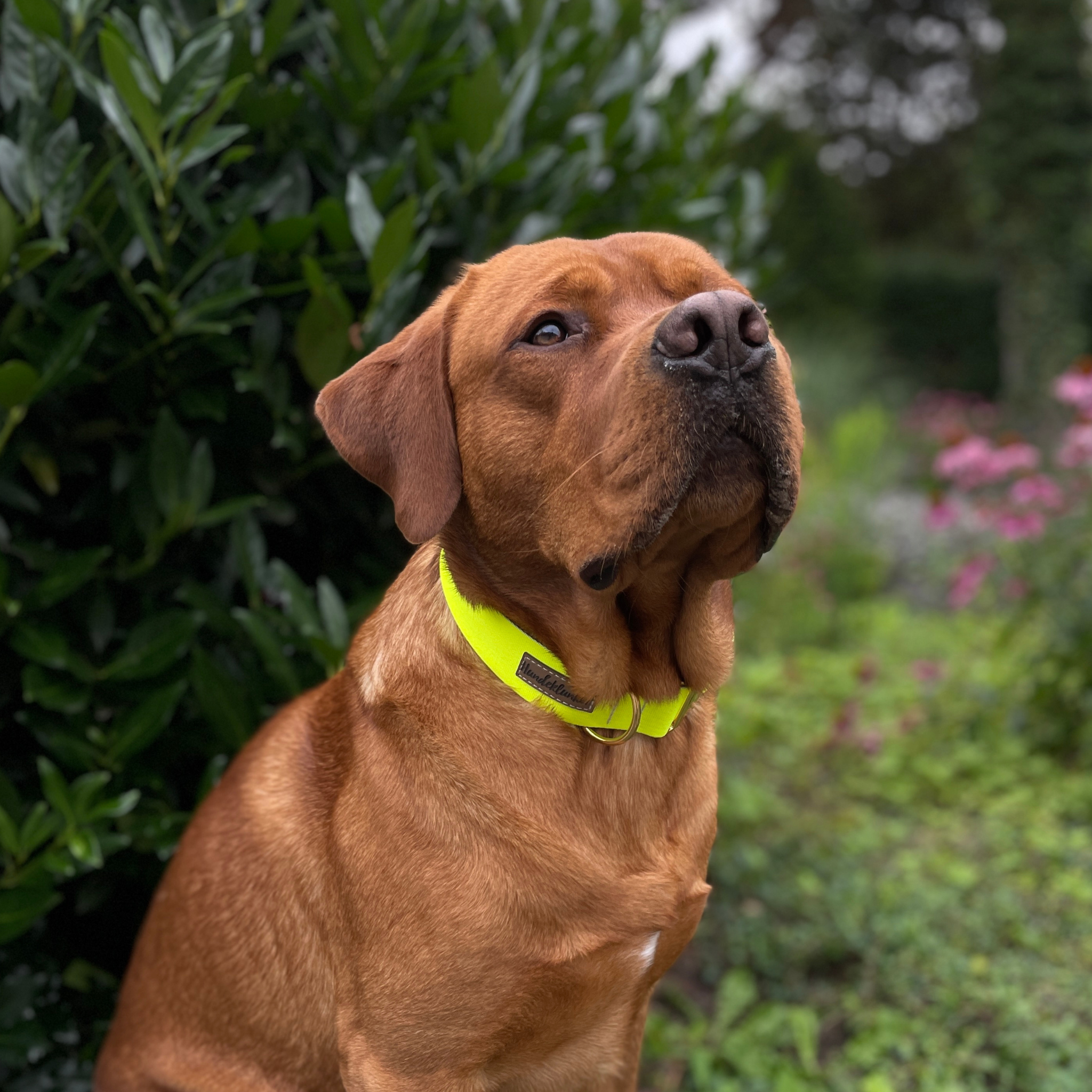 Hundehalsband La vie est belle Neongelb