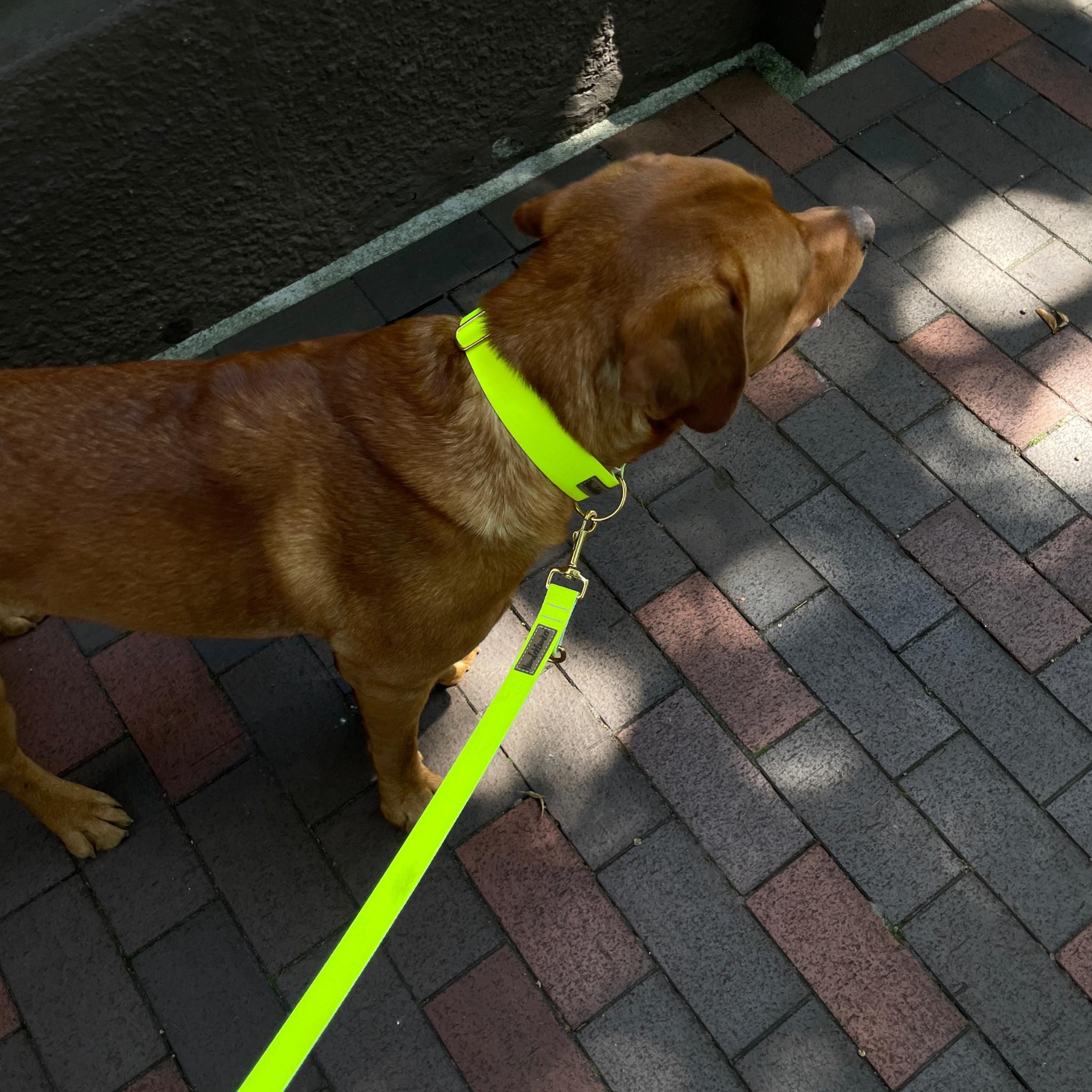 Hundehalsband La vie est belle Neongelb