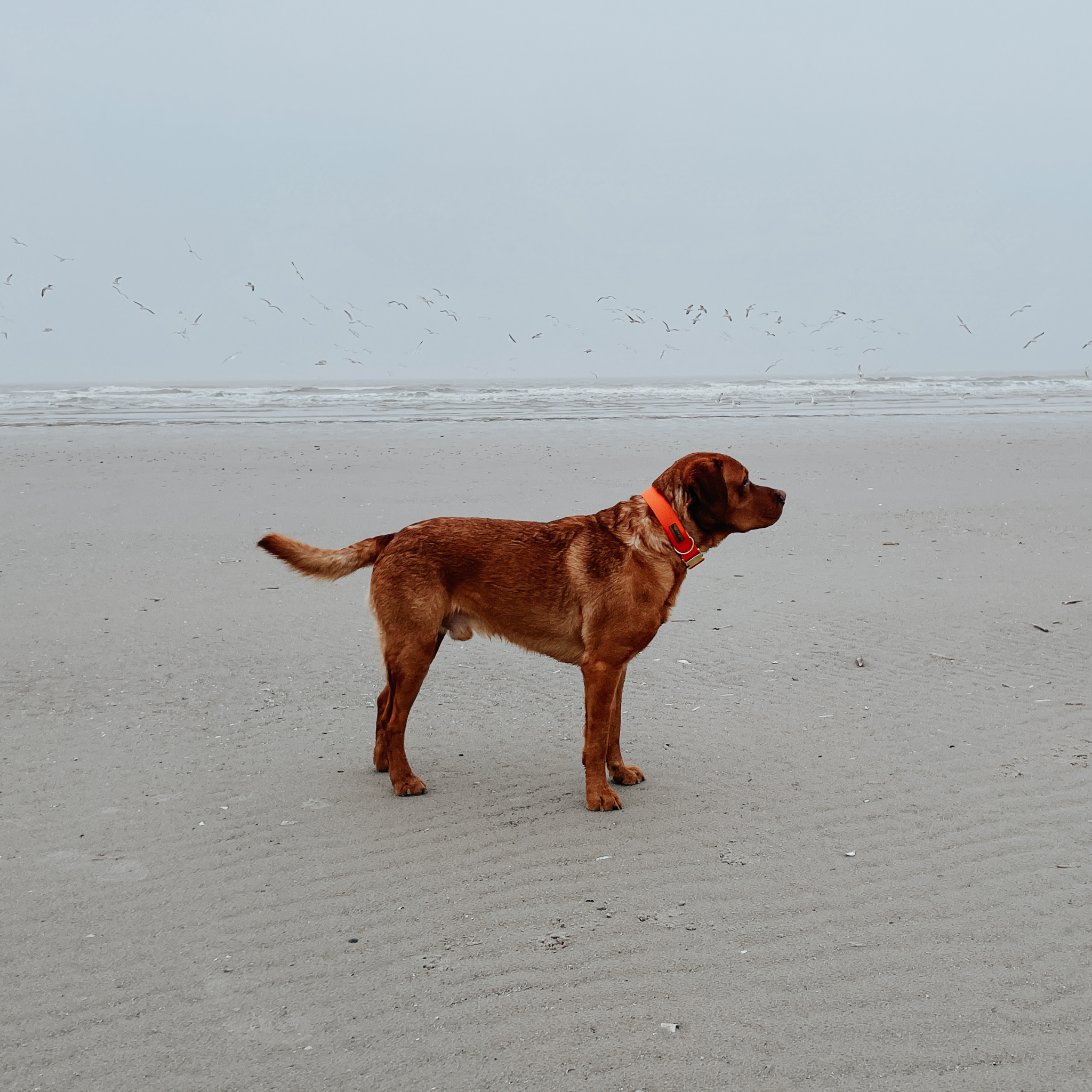 Hundehalsband Urban meets Nature Pumpkin