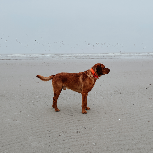 Hundehalsband Urban meets Nature Pumpkin