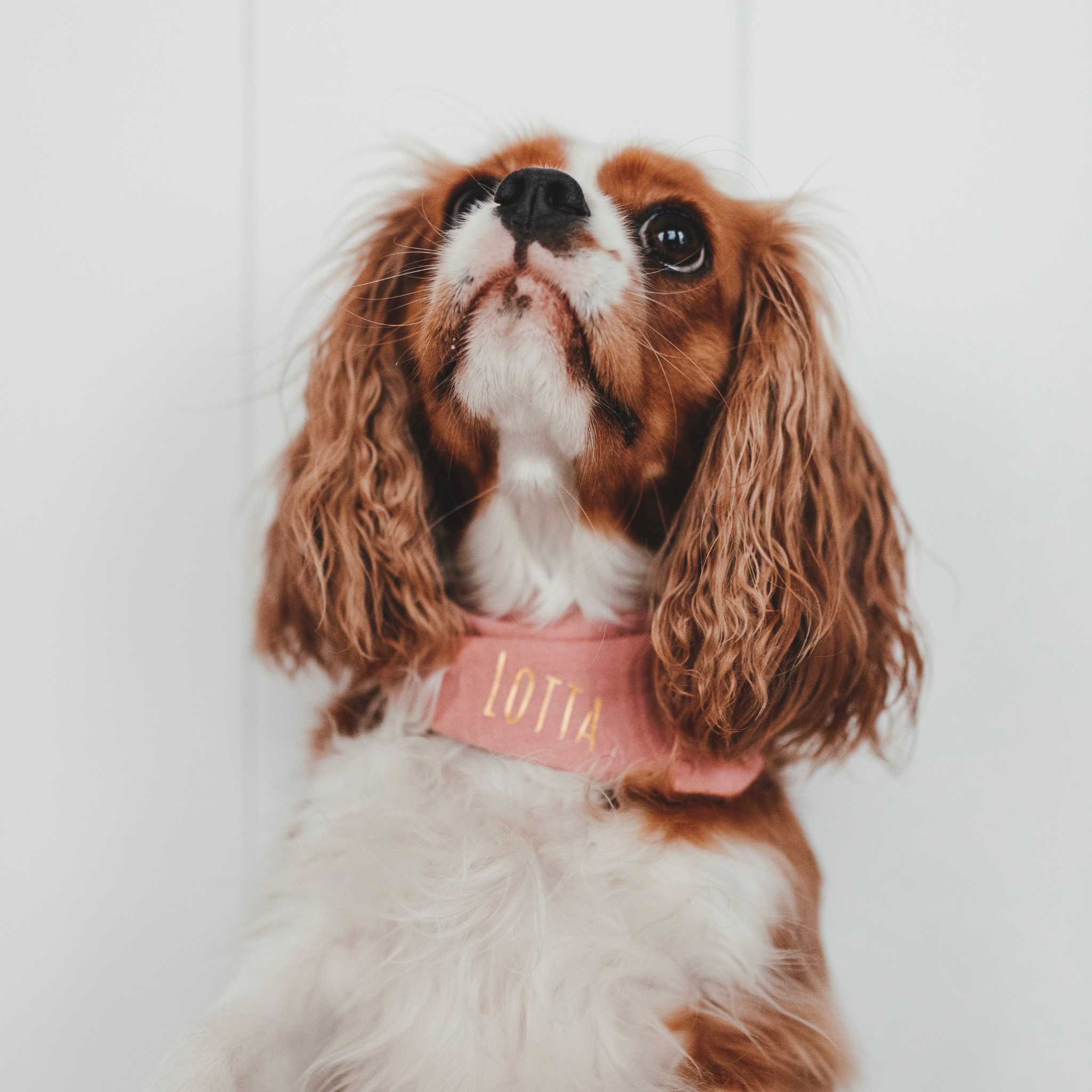 Hundehalstuch Musselin Altrosa