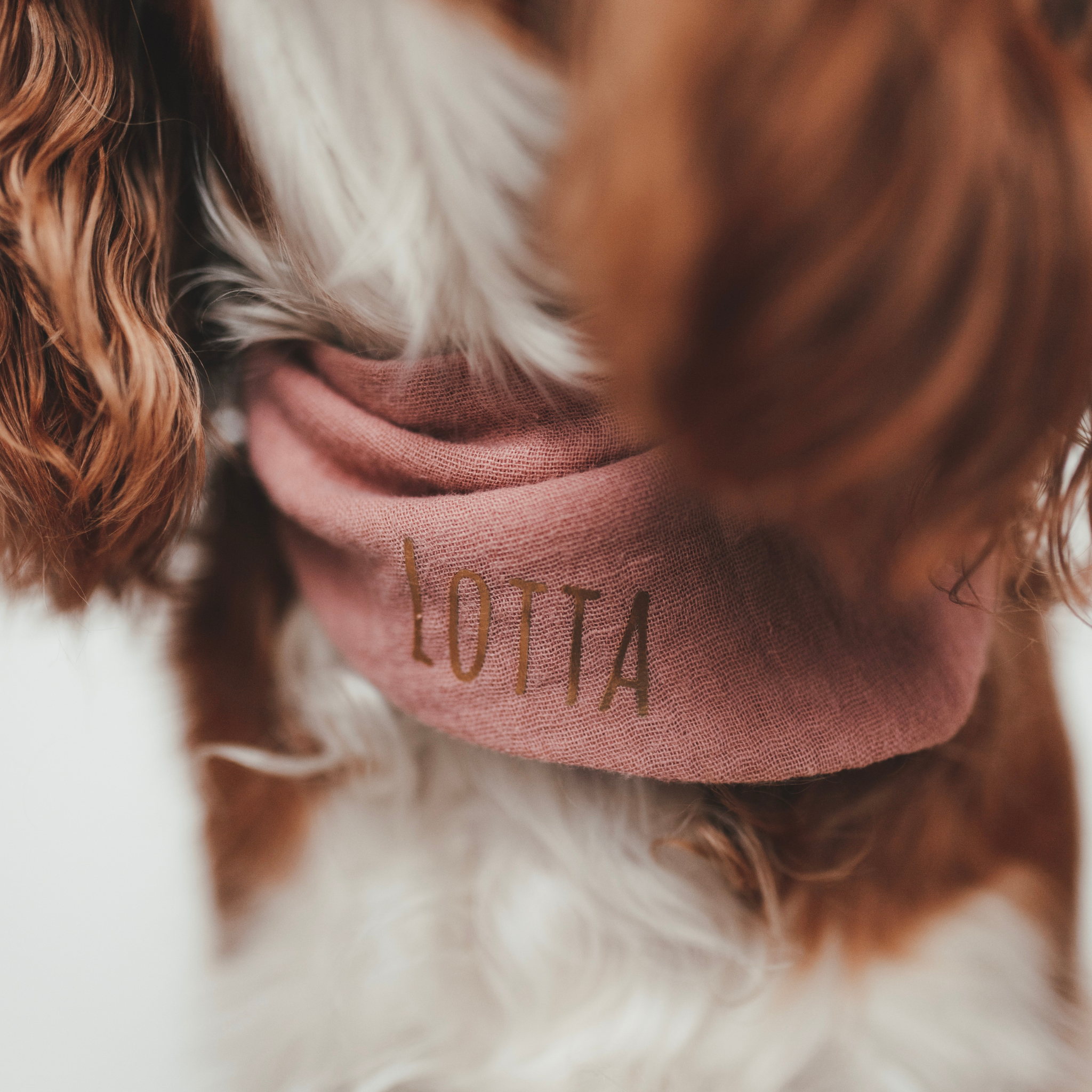 Hundehalstuch Musselin Altrosa