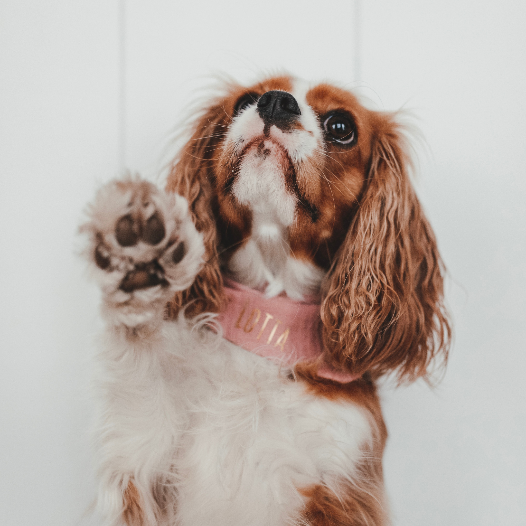 Hundehalstuch Musselin Altrosa