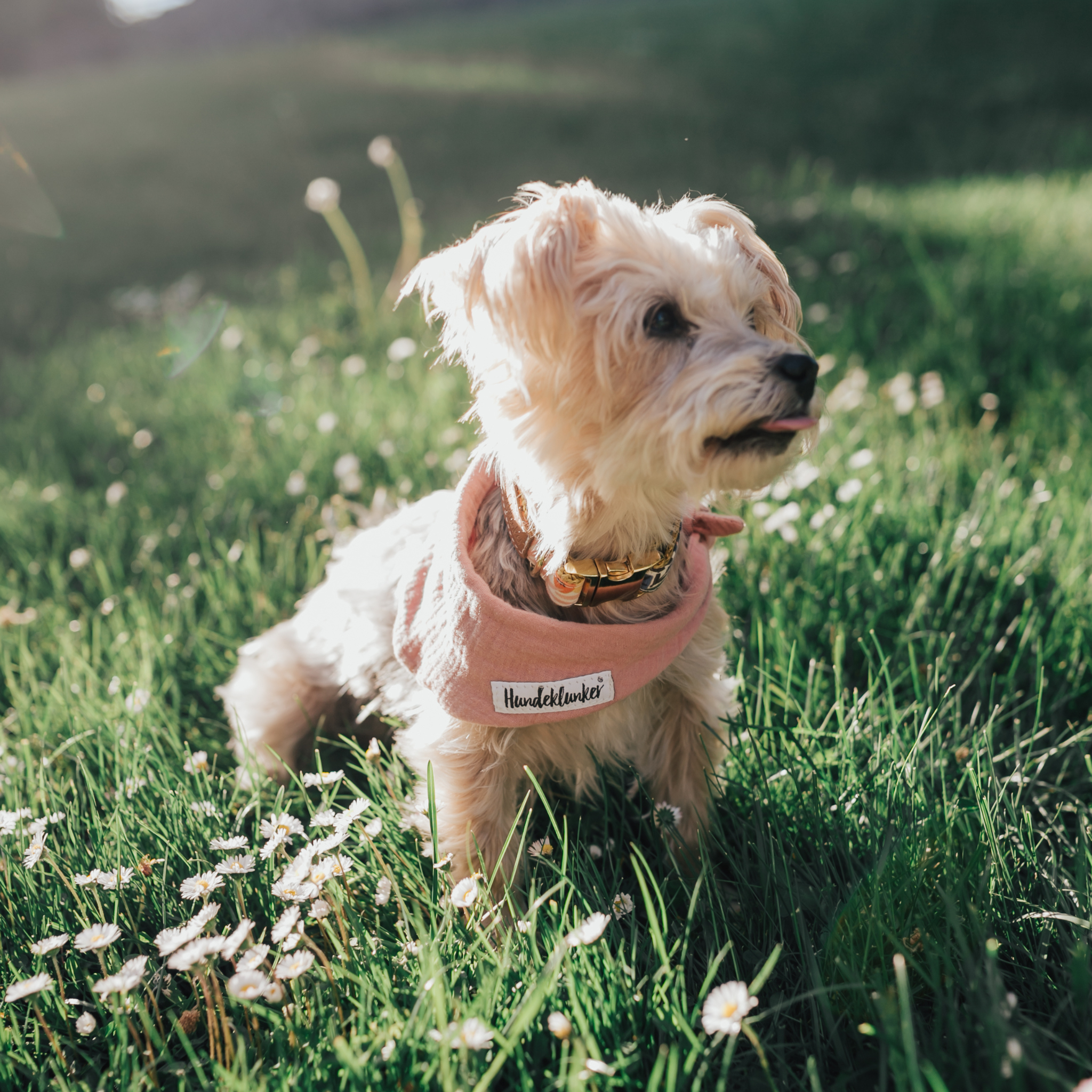 Hundehalstuch Musselin Altrosa