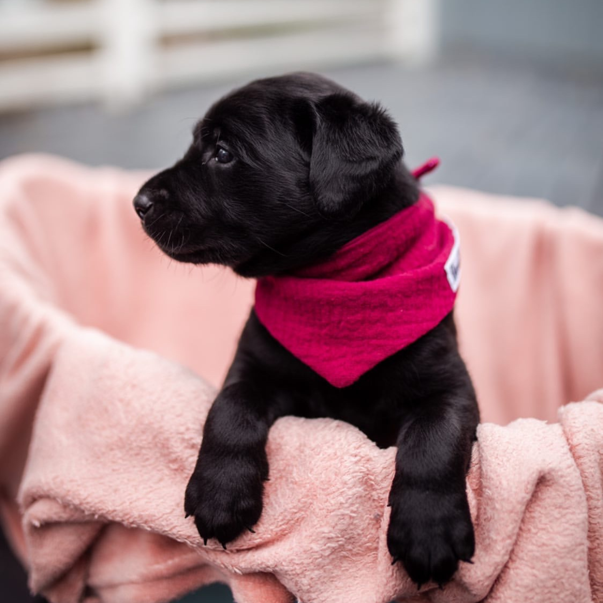 Hundehalstuch Musselin Bordeaux