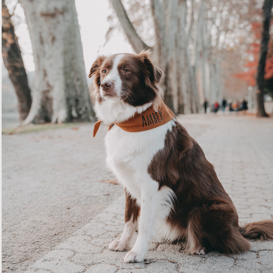 Hundehalstuch Musselin Caramel