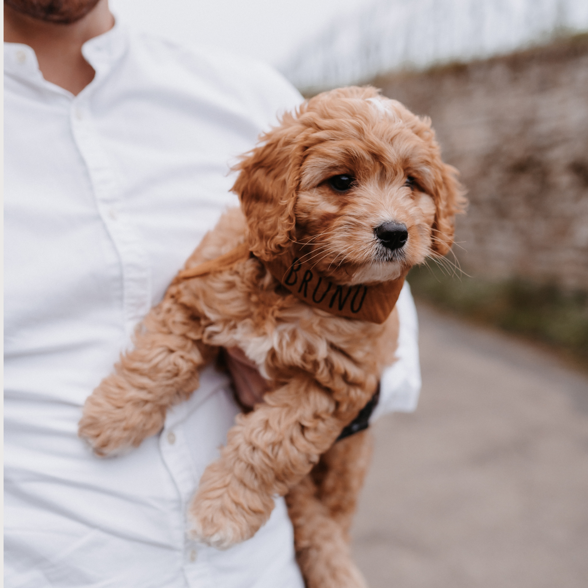 Hundehalstuch Musselin Caramel