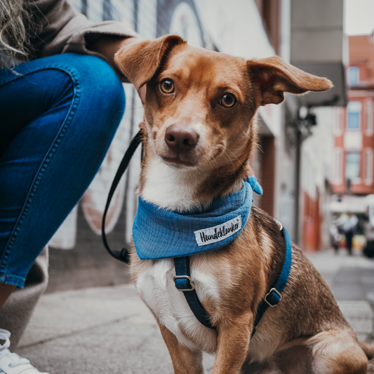 Hundehalstuch Musselin Friesenblau