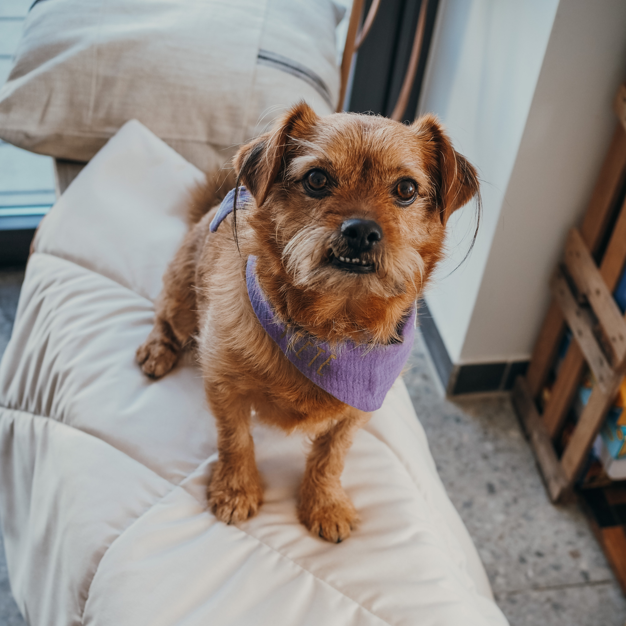 Hundehalstuch Musselin Lavendel