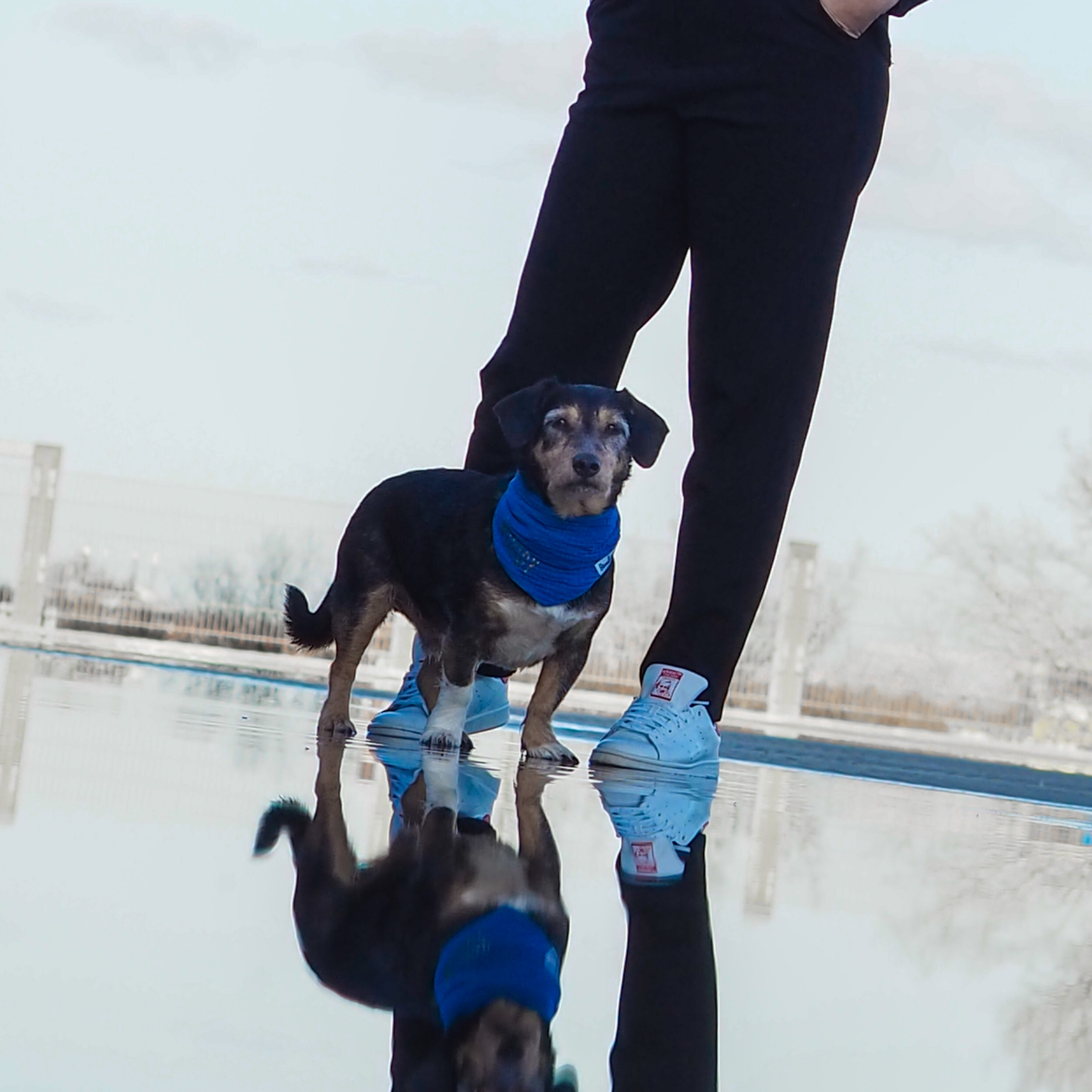 Hundehalstuch Musselin Royal Blau