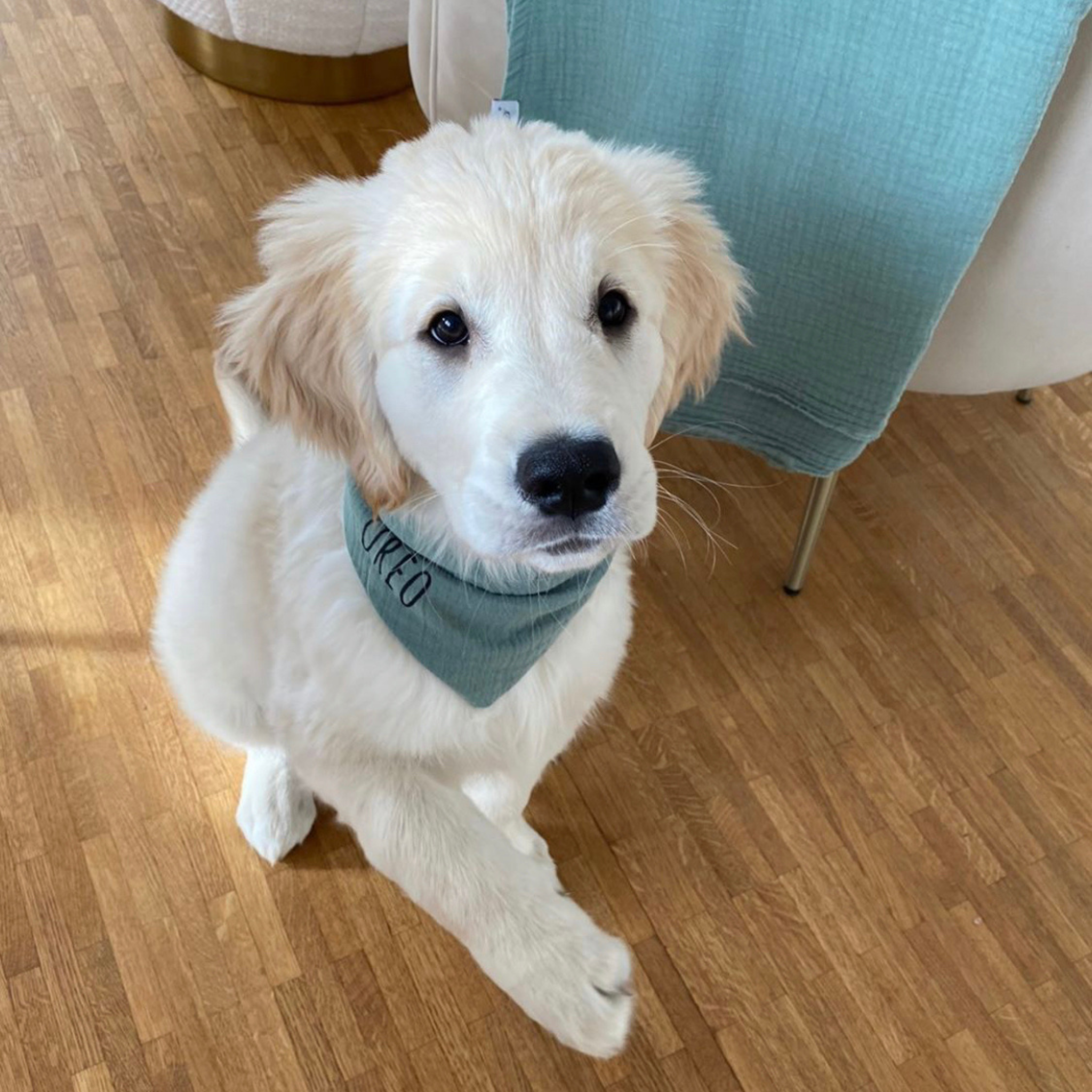 Hundehalstuch Musselin Salbei