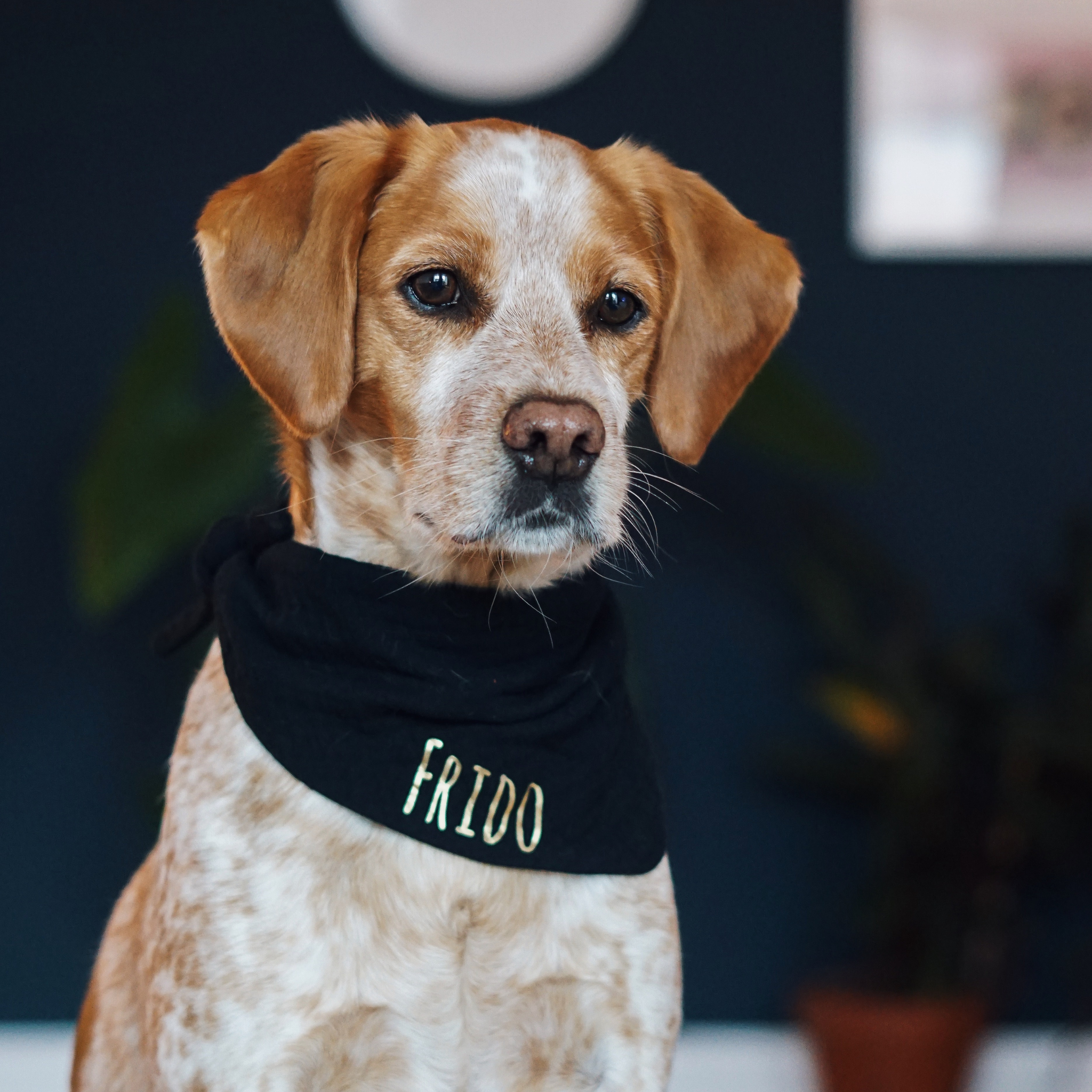 Hundehalstuch Musselin Schwarz