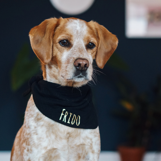 Hundehalstuch Musselin Schwarz