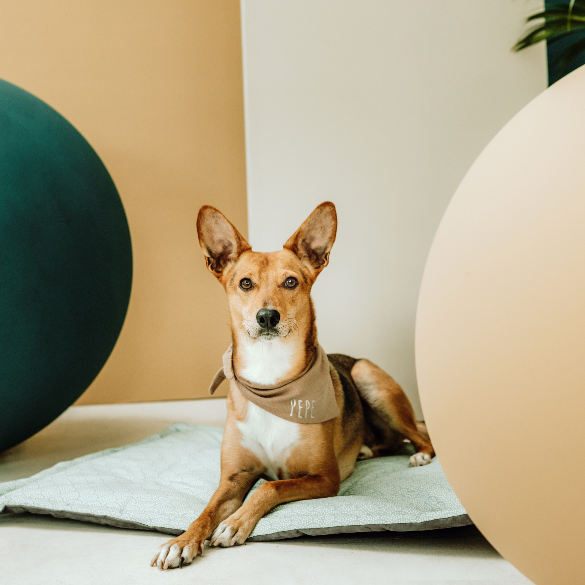 Hundehalstuch Musselin Taupe