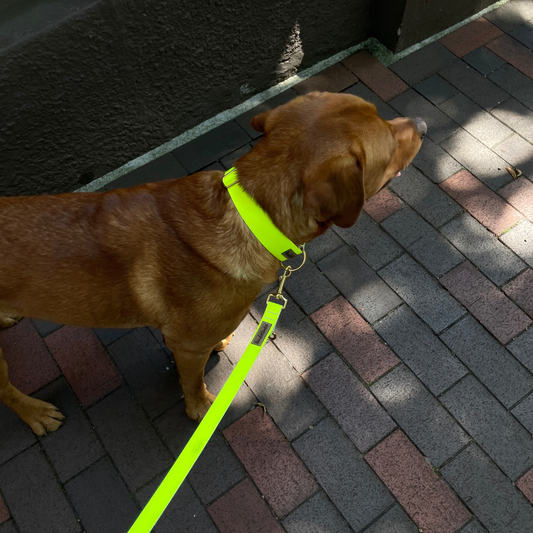 Hundeleine La vie est belle Neongelb