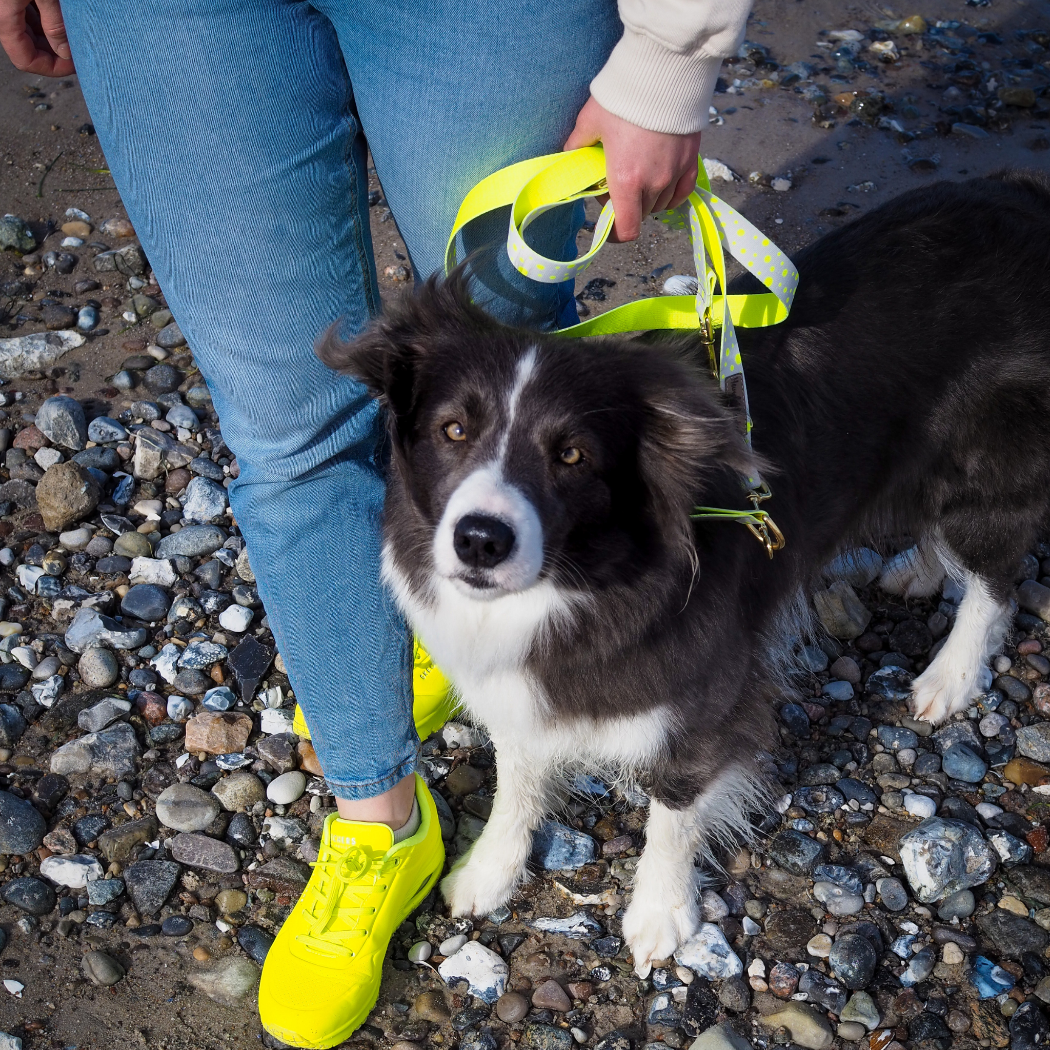 Hundeleine La vie est belle Hello Summer