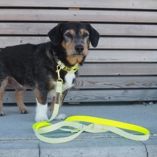 Hundeleine La vie est belle Hello Summer